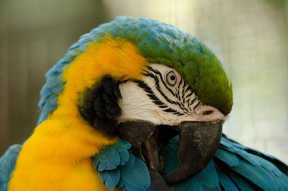 Blue-and-Yellow Macaw (Ara ararauna) Beautiful, intelligent, social and great compagnions as a &quot;talking bird&quot;.  Ara ararauna,Blue-and-Yellow Macaw,Brazil,Macaws,Parque Das Aves,Parrots