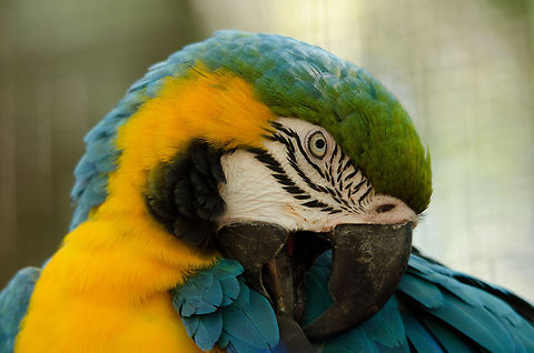 Blue-and-Yellow Macaw (Ara ararauna) Beautiful, intelligent, social and great compagnions as a "talking bird".  Ara ararauna,Blue-and-Yellow Macaw,Brazil,Macaws,Parque Das Aves,Parrots