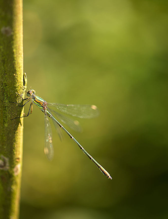 Willow Emerald side view resting on tree I can&#039;t get enough of these shiny little flying jewels.  Chalcolestes viridis,Europe,Geotagged,Heesch,Macro,Netherlands,The Netherlands,Willow Emerald Damselfly