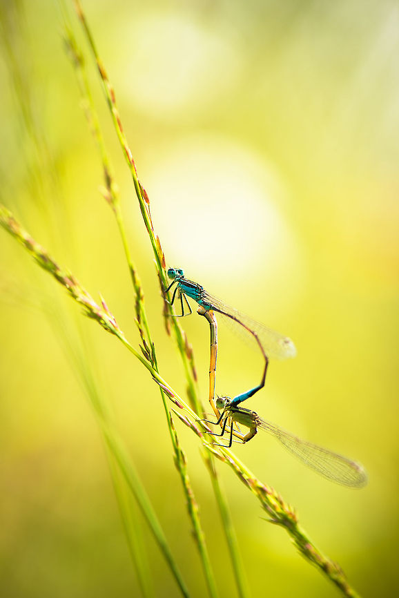 Azure Damselflies mating, Heesch, Netherlands The male is blue, the female is greenish. Shot against the light, as you can see :) Blue-tailed Damselfly,Europe,Geotagged,Heesch,Ischnura elegans,Macro,Netherlands,The Netherlands