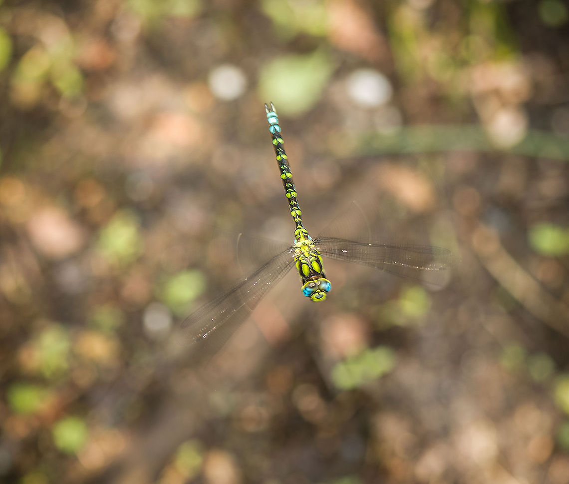 Migrant Hawker in flight, Heesch, Netherlands This large Migrant Hawker was flying in "patrol mode". This means it keeps repeating the exact same route. Being in the middle of the route myself, it navigated around me by 2 stops, always at the same place. It takes some coolness to not be afraid of this large projectile flying straight at you at high speed, you have to put trust in that it will stop. Although the stops were predictable, they were extremely brief. This is my result after 20 minutes of trying. I'm not fully happy with it, as it is slightly moved, I should have used a different shutter speed.  Aeshna cyanea,Europe,Geotagged,Heesch,Macro,Netherlands,Southern Hawker,The Netherlands