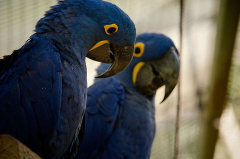 Hyacinth Macaw couple Popularized by the animation film "Rio", the Hyacinth Macaw is the largest parrot specie in the world. They're large, loud and lovely. Anodorhynchus hyacinthinus,Birds,Brazil,Hyacinth Macaw,Macaws,Parque Das Aves,Parrots