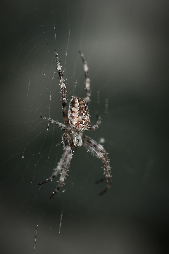 European Garden Spider in...our garden  Araneus diadematus,Europe,European garden spider,Geotagged,Heesch,Macro,Netherlands,The Netherlands