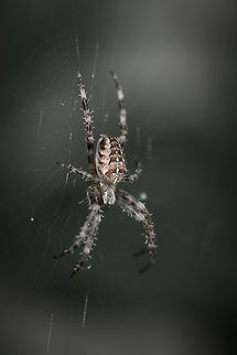 European Garden Spider in...our garden  Araneus diadematus,Europe,European garden spider,Geotagged,Heesch,Macro,Netherlands,The Netherlands