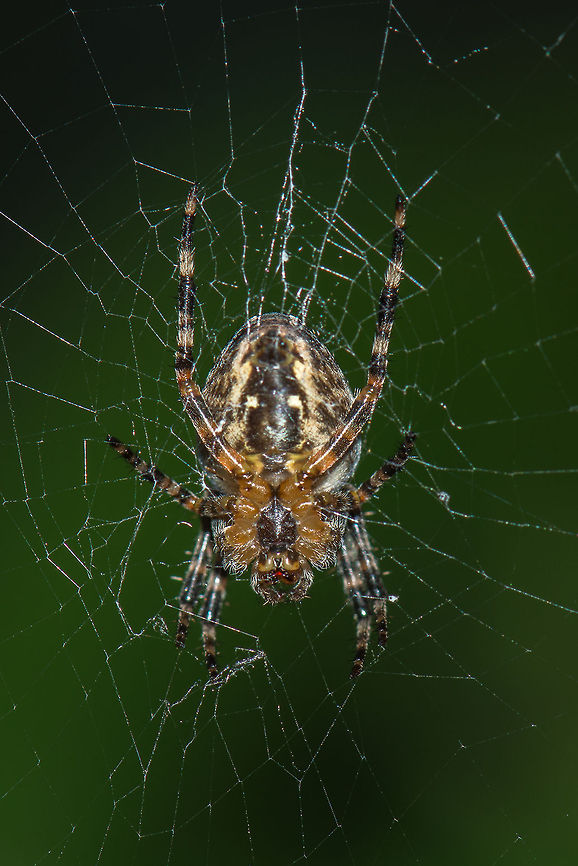 Detail of a small European Garden Spider  Araneus diadematus,Europe,European garden spider,Geotagged,Macro,Netherlands,The Netherlands
