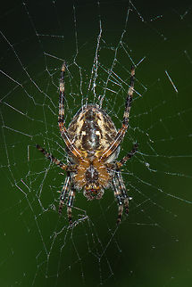 Detail of a small European Garden Spider  Araneus diadematus,Europe,European garden spider,Geotagged,Macro,Netherlands,The Netherlands