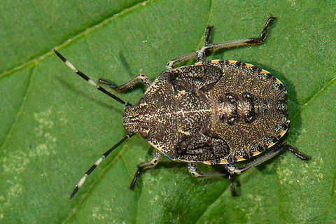 Rhaphigaster nebulosa stink bug in our garden If my identification is correct, this is actually a fairly rare occurrence in the Netherlands, although common in other parts of Europe. Reference for identification is on this page (in dutch):

http://www.ahw.me/indexwantsen.html Europe,Geotagged,Macro,Netherlands,Rhaphigaster nebulosa,The Netherlands,nymph