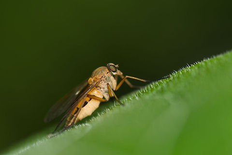 Marsh snipefly, Heesch, the Netherlands  Europe,Geotagged,Heesch,Macro,Marsh snipefly,Netherlands,Rhagio tringarius,The Netherlands