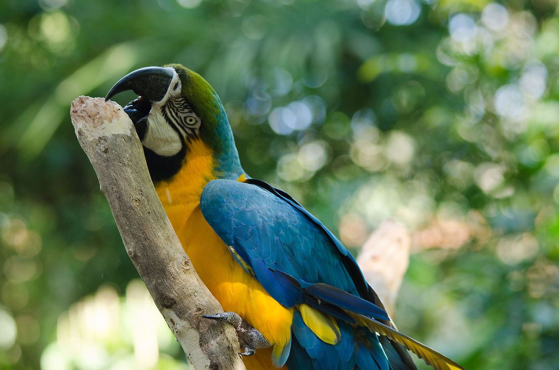 Blue-and-Yellow Macaw sharpening beak A Blue-and-Yellow Macaw (Ara ararauna) is sharpening its impressive black beak which is so strong that it can crush a coconut. Ara ararauna,Birds,Blue-and-Yellow Macaw,Brazil,Parque Das Aves,Parrots