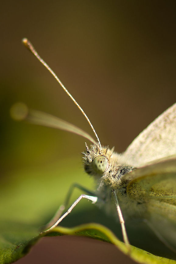 Common White closeup, Heesch, Netherlands There&#039;s two similar looking species, the only way to identify these accurately is to have a top view of unfolded wings, as the blacks around the edges will tell which species it is.  Europe,Geotagged,Heesch,Macro,Netherlands,Pieris rapae,Small White,The Netherlands