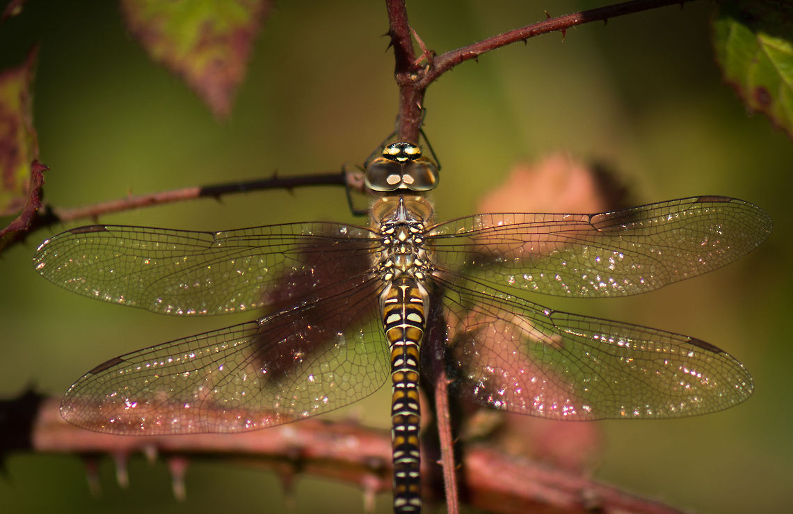 Migrant Hawker upper body closeup, Heesch, Netherlands Although it wasn&#039;t very early in the morning, a good clue to look for resting dragonflies in the morning in general is to look where the sun last set the day before.  Aeshna mixta,Europe,Geotagged,Heesch,Macro,Migrant Hawker,Netherlands,The Netherlands