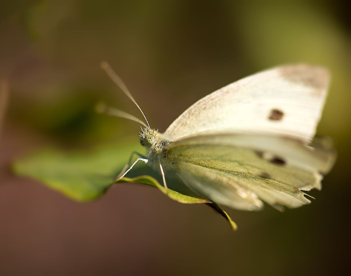 Common White, Heesch, Netherlands The most common butterfly in the Netherlands, it can have 3, and in good years even 4 generations in a single year. Europe,Geotagged,Heesch,Macro,Netherlands,Pieris rapae,Small White,The Netherlands