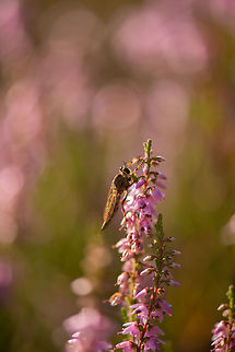Robber fly in pink/purple see of Common Heather Such a peaceful scene, except of course for this soul-sucking murderous robber fly. Europe,Geotagged,Heesch,Macro,Netherlands,The Netherlands