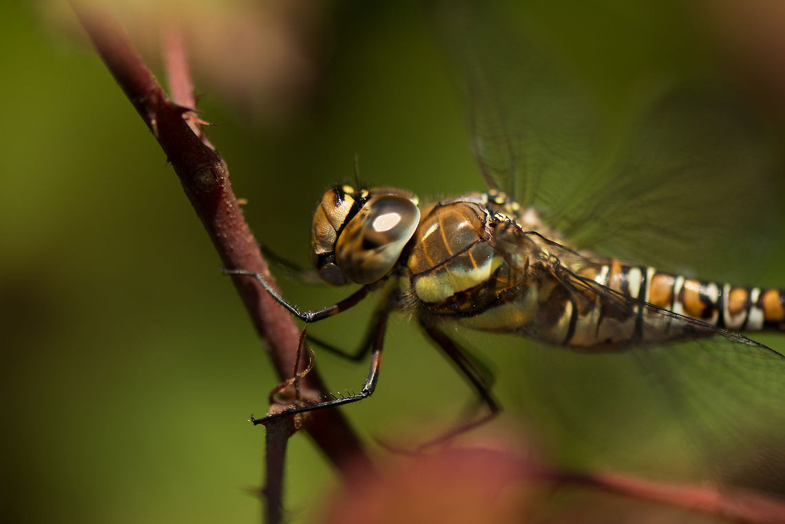 Migrant Hawker macro, Heesch, Netherlands  Aeshna mixta,Europe,Geotagged,Heesch,Macro,Migrant Hawker,Netherlands,The Netherlands