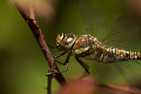 Migrant Hawker macro, Heesch, Netherlands  Aeshna mixta,Europe,Geotagged,Heesch,Macro,Migrant Hawker,Netherlands,The Netherlands