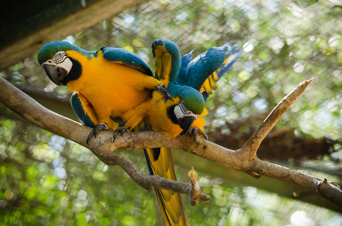Blue-and-Yellow Macaws fighting Bonding for life isn&#039;t always about the romance. Ara ararauna,Blue-and-Yellow Macaw,Brazil,Parque Das Aves,Parrots