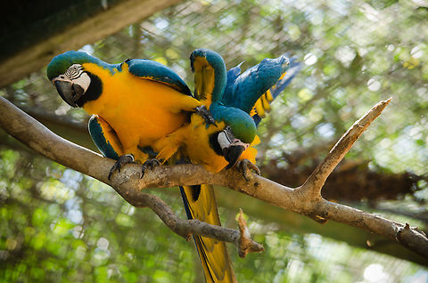 Blue-and-Yellow Macaws fighting Bonding for life isn't always about the romance. Ara ararauna,Blue-and-Yellow Macaw,Brazil,Parque Das Aves,Parrots