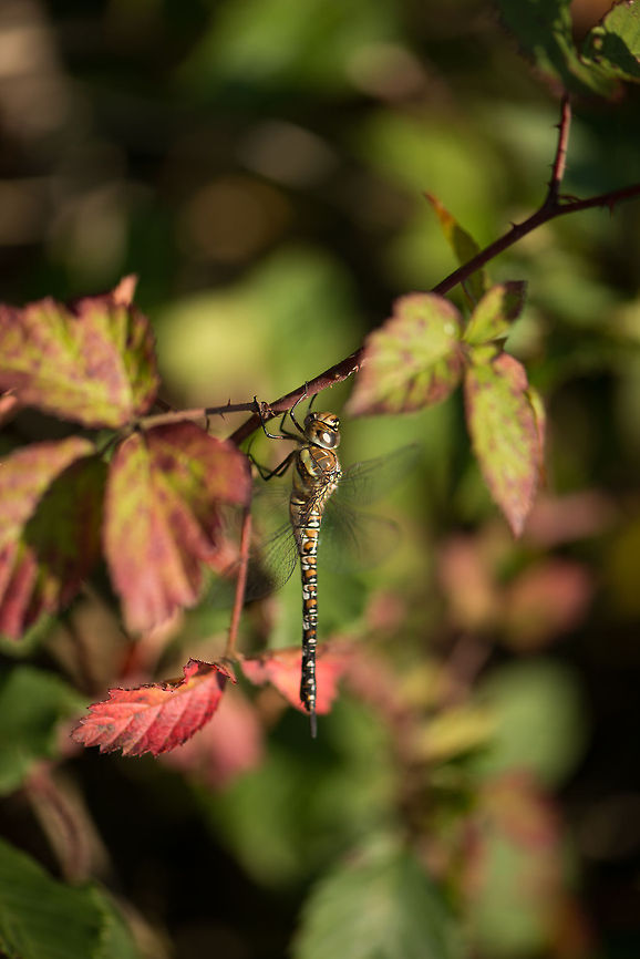 Migrant Hawker resting on thorny plant, Heesch, Netherlands  Aeshna mixta,Europe,Geotagged,Heesch,Macro,Migrant Hawker,Netherlands,The Netherlands