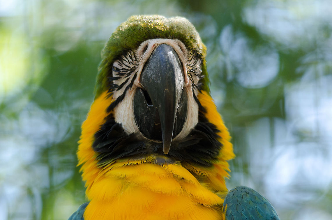 Blue-and-Yellow Macaw, or LOL parrot Cheering up your day every day :) Ara ararauna,Blue-and-Yellow Macaw,Brazil,Humor,Parque Das Aves,Parrots