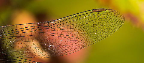 Macro of single wing from Migrant Hawker  Aeshna mixta,Europe,Geotagged,Heesch,Macro,Migrant Hawker,Netherlands,The Netherlands