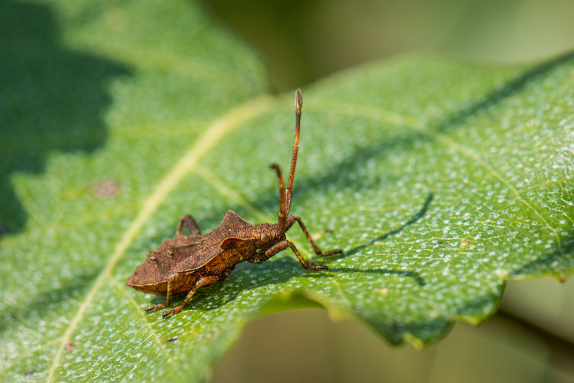 Dock bug, Heesch, Netherlands This bug has a love for sour plant juice, which is why it is named &quot;sour bug&quot; in dutch, freely translated. It&#039;s best not to touch them, as they expel a nasty fluid that is hard to get rid of.  Coreus marginatus,Dock bug,Europe,Geotagged,Heesch,Macro,Netherlands,The Netherlands
