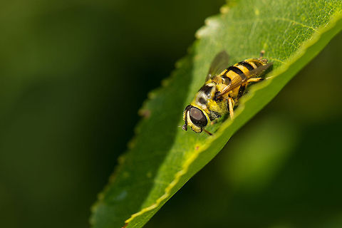 Macro of Myathropa florea on leaf, Heesch, the Netherlands Fun fact: in dutch they are called "skull hover fly", due to the skull-like pattern on their abdomen. Europe,Geotagged,Heesch,Macro,Myathropa florea,Netherlands,The Netherlands