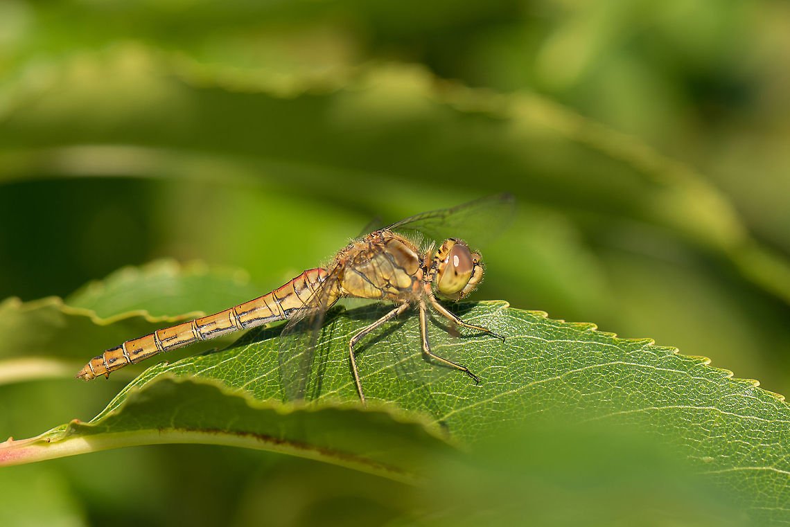 Vagrant Darter (presumed) side view  on leaf  Europe,Geotagged,Heesch,Macro,Netherlands,Sympetrum vulgatum,The Netherlands,Vagrant Darter