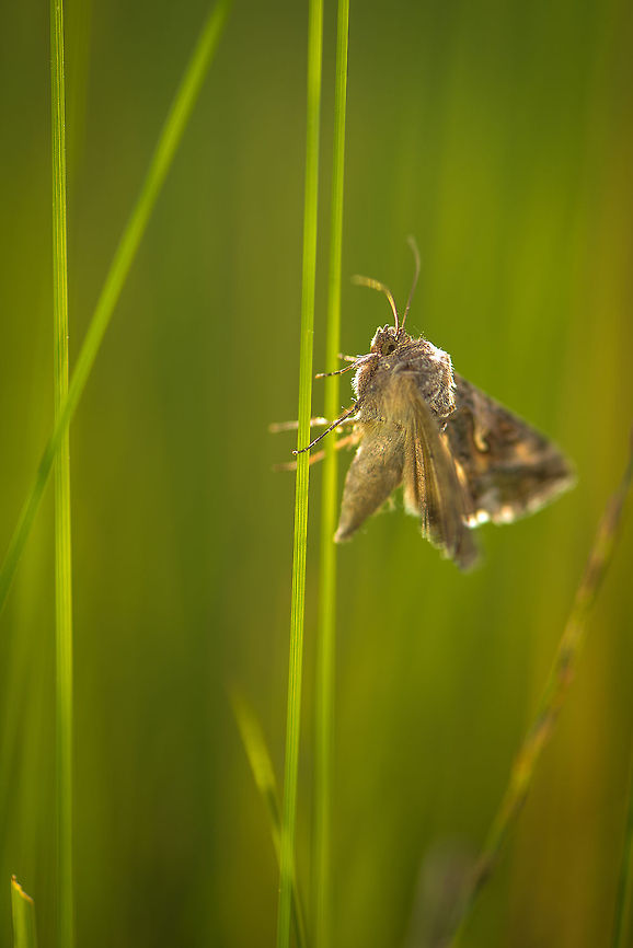 Silver Y Moth side view, Heesch, Netherlands I&#039;m not technically satisfied with this shot, but wanted to share a side view of this moth anyway, above all because it is so fat in this position. Autographa gamma,Europe,Geotagged,Heesch,Macro,Netherlands,Silver Y,The Netherlands