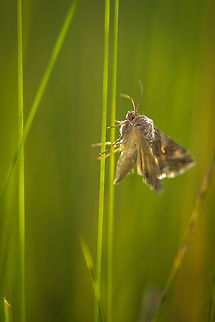 Silver Y Moth side view, Heesch, Netherlands I'm not technically satisfied with this shot, but wanted to share a side view of this moth anyway, above all because it is so fat in this position. Autographa gamma,Europe,Geotagged,Heesch,Macro,Netherlands,Silver Y,The Netherlands