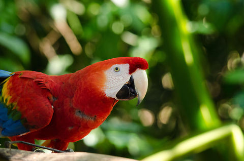 Scarlet Macaw (Ara macao) By many people considered to be the "classic" parrot, the parrot you picture when you think about parrots. Ara macao,Brazil,Parque Das Aves,Parrots,Scarlet Macaw