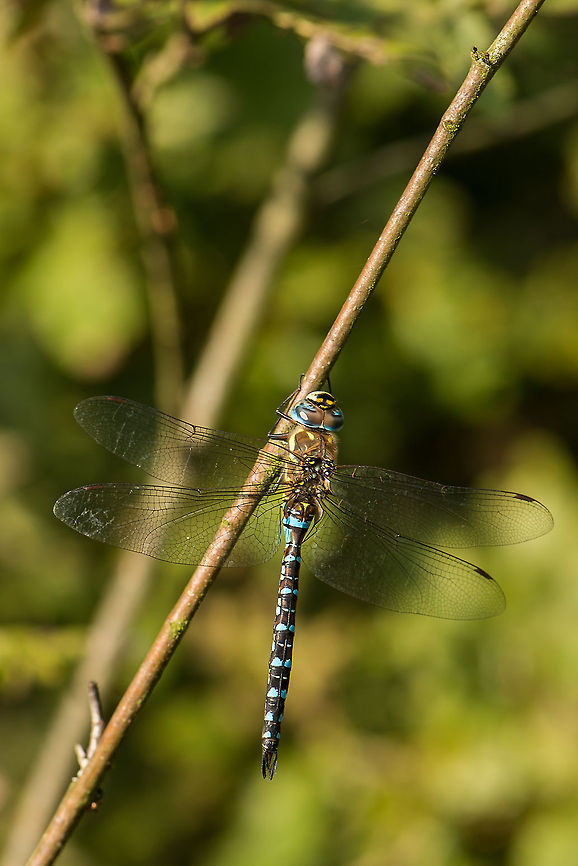 Migrant Hawker resting on twig, Heesch, Netherlands  Aeshna mixta,Europe,Geotagged,Heesch,Macro,Migrant Hawker,Netherlands,The Netherlands
