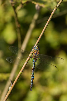 Migrant Hawker resting on twig, Heesch, Netherlands  Aeshna mixta,Europe,Geotagged,Heesch,Macro,Migrant Hawker,Netherlands,The Netherlands