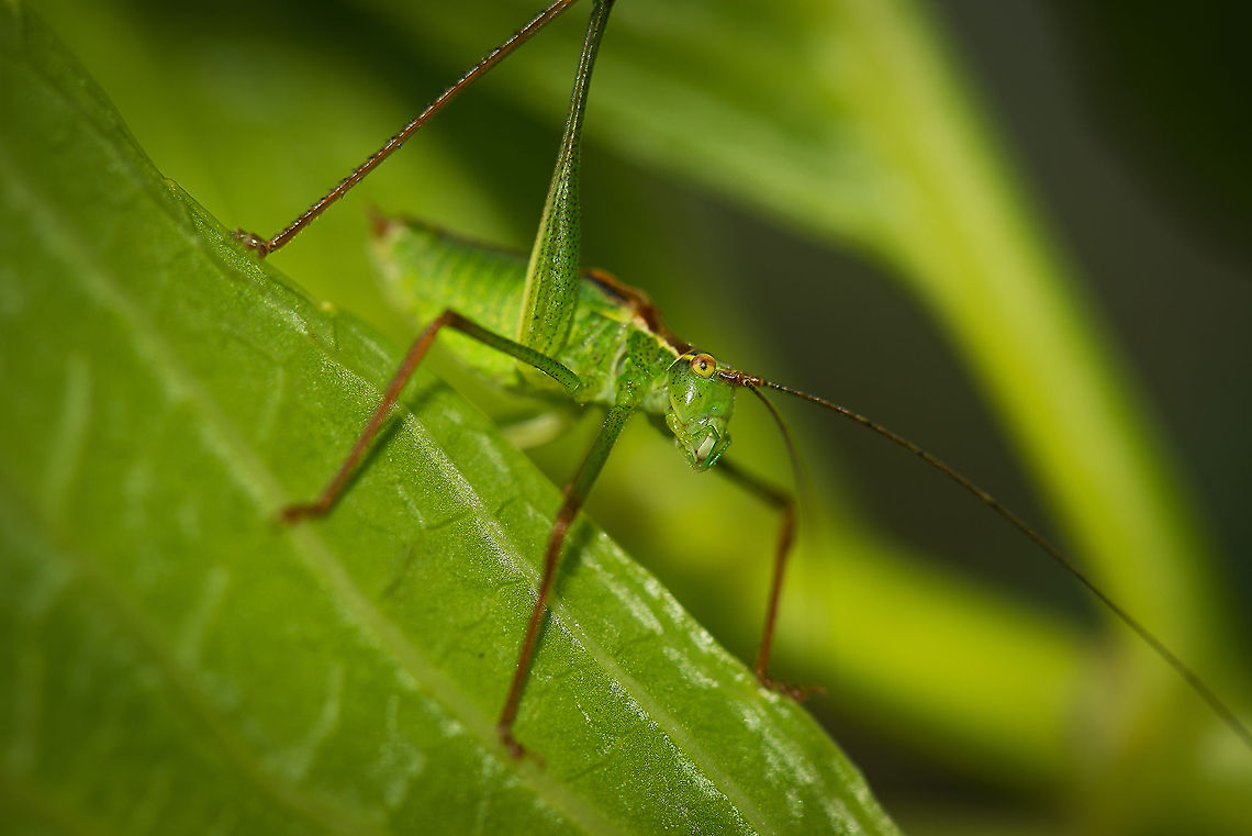 Short-winged Meadow Katydid - by Ymke Broeren I am posting this one on behalf of Ymke, my 13 year old niece who captured this shot in our garden. It was the first time she ever handled a DSLR or a macro scene. Given how heavy the combination is (D800 + 105mm) and how even the tiniest movement with this lens means a ruined shot, I am obviously extremely proud of her. She&#039;s also fearless towards insects, which I am not.  Leptophyes punctatissima,Speckled bush-cricket,Ymke