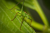 Short-winged Meadow Katydid - by Ymke Broeren I am posting this one on behalf of Ymke, my 13 year old niece who captured this shot in our garden. It was the first time she ever handled a DSLR or a macro scene. Given how heavy the combination is (D800 + 105mm) and how even the tiniest movement with this lens means a ruined shot, I am obviously extremely proud of her. She's also fearless towards insects, which I am not. Leptophyes punctatissima,Speckled bush-cricket,Ymke