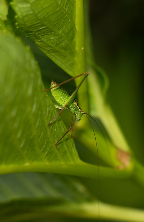 Short-winged Meadow Katydid - II - by Ymke Broeren Captured by my 13-year old niece in our garden. See also this shot:<br />
<figure class="photo"><a href="https://www.jungledragon.com/image/22571/short-winged_meadow_katydid_-_by_ymke_broeren.html" title="Short-winged Meadow Katydid - by Ymke Broeren"><img src="https://s3.amazonaws.com/media.jungledragon.com/images/2/22571_thumb.jpg?AWSAccessKeyId=05GMT0V3GWVNE7GGM1R2&Expires=1759968010&Signature=bGeGkZouAHY6o9JzPIuHx7XJciA%3D" width="200" height="134" alt="Short-winged Meadow Katydid - by Ymke Broeren I am posting this one on behalf of Ymke, my 13 year old niece who captured this shot in our garden. It was the first time she ever handled a DSLR or a macro scene. Given how heavy the combination is (D800 + 105mm) and how even the tiniest movement with this lens means a ruined shot, I am obviously extremely proud of her. She&#039;s also fearless towards insects, which I am not.  Leptophyes punctatissima,Speckled bush-cricket,Ymke" /></a></figure> Geotagged,Leptophyes punctatissima,Speckled bush-cricket,The Netherlands,Ymke