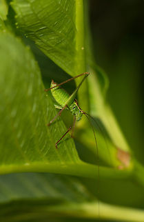 Short-winged Meadow Katydid - II - by Ymke Broeren Captured by my 13-year old niece in our garden. See also this shot:
http://www.jungledragon.com/image/22571/short-winged_meadow_katydid_-_by_ymke_broeren.html Geotagged,Leptophyes punctatissima,Speckled bush-cricket,The Netherlands,Ymke