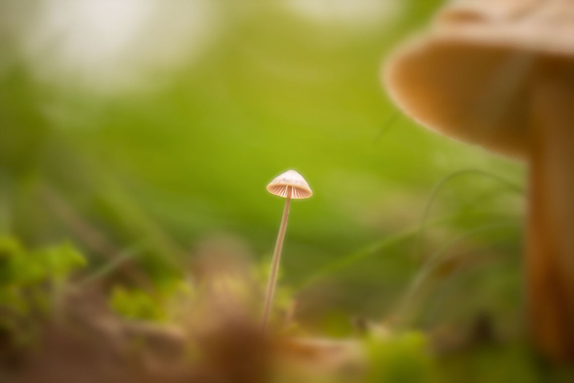 Autumn kickoff 2014 Insect season is largely over by now, autumn it is now. In this scene I wanted to capture the size difference between two fungi. In hindsight, I should have done more "gardening" to make the scene cleaner and simpler. Hence the pretty heavy post processing in this case.<br />
<br />
In terms of species, this definitely is a Mycena, but the actual species is an educated visual guess. Europe,Heeswijk,Macro,Milking bonnet,Mycena galopus,Netherlands,autumn
