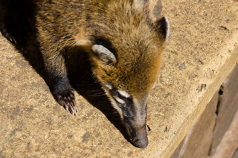 South American coati sniffing Coatis have excellent smell, used mostly to search for food and females, the other half of their time is used to fight or steal those. Brazil,Coati,Nasua nasua,Rodents,South American Coati