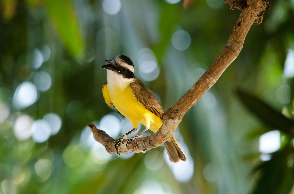 Great Kiskadee in the Pantanal We&#039;ve arrived at the Pantanal, where this Great Kiskadee (Pitangus sulphuratus) delivers a gentle wake-up call.  Birds,Brazil,Great Kiskadee,Pantanal,Pitangus sulphuratus