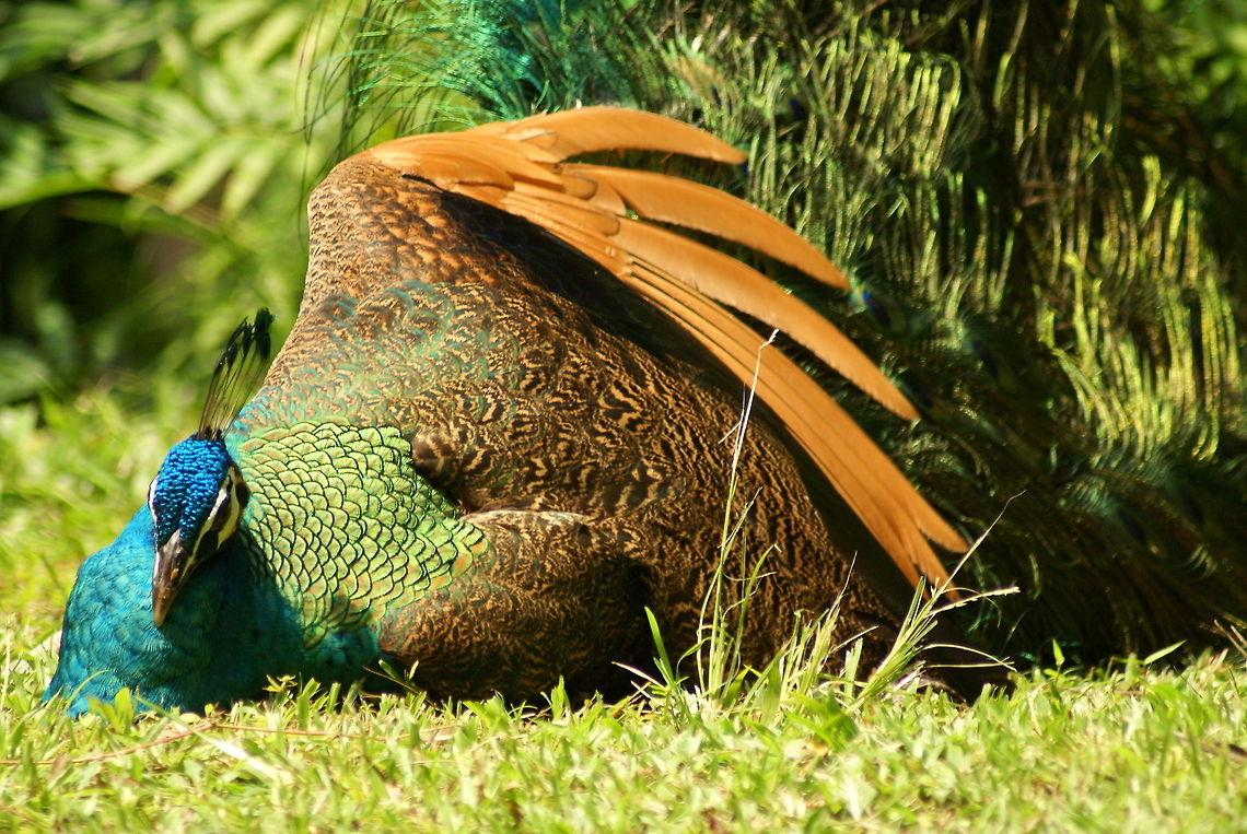 Colorful male Peacock Looking just as beautiful with collapsed wings as expanded. Birds,Geotagged,Indian Peacock,Malaysia,Pavo cristatus,Peacock,Phasianidae