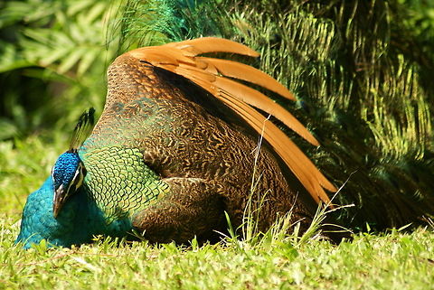Colorful male Peacock Looking just as beautiful with collapsed wings as expanded. Birds,Geotagged,Indian Peacock,Malaysia,Pavo cristatus,Peacock,Phasianidae