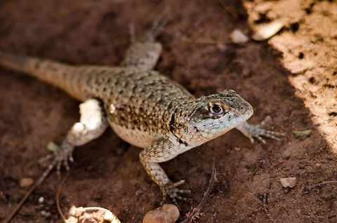 Lizard in the Pantanal During the dry season in the Pantanal, lizard are to be found in every little corner. Amazon lava lizard,Brazil,Lizard,Pantanal,Reptiles,Tropidurus torquatus