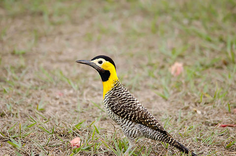 Campo Flicker (Colaptes campestris) The first woodpecker on JD :) This was was found in the Pantanal, Brazil. Birds,Brazil,Campo Flicker,Colaptes campestris,Pantanal,Woodpecker
