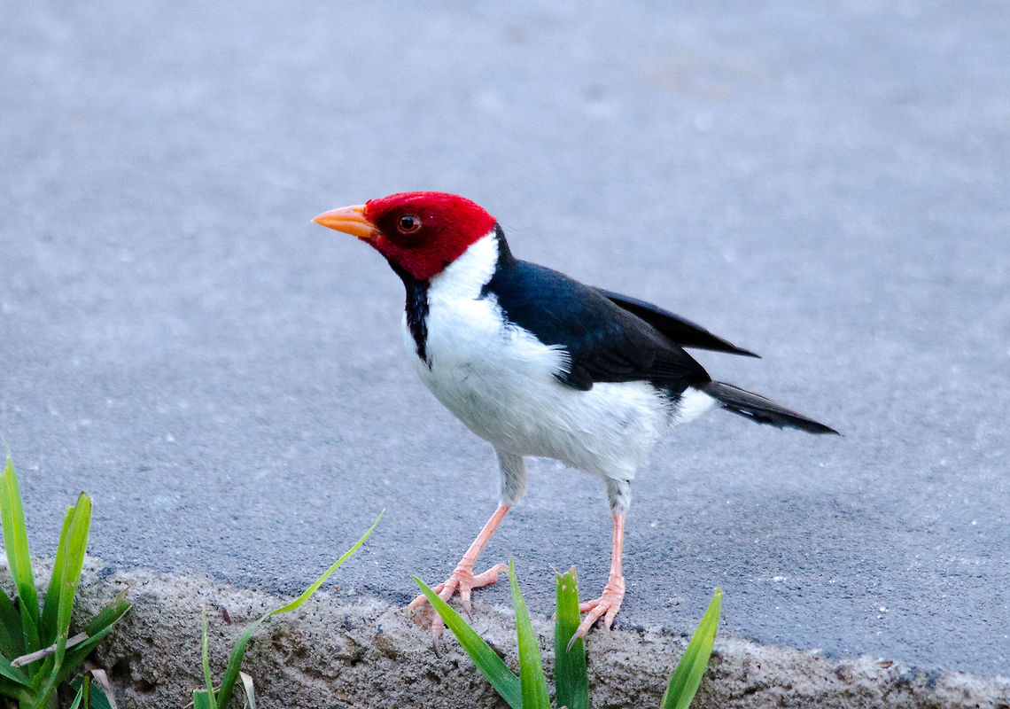 Yellow-billed Cardinal (Paroaria capitata) A beautiful little Cardinal exploring the lodges we stayed at in the Pantanal Brazil,Pantanal,Paroaria capitata,Yellow-billed Cardinal,birds