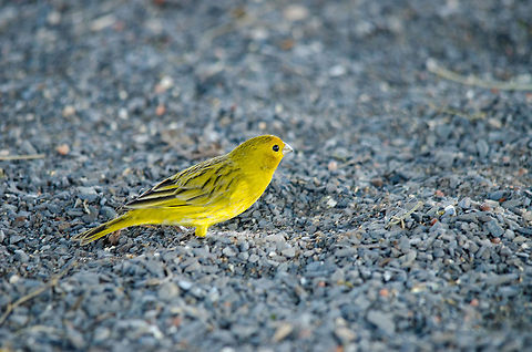 Saffron Finch in the Pantanal  Birds,Brazil,Canary,Pantanal,Saffron Finch,Sicalis flaveola