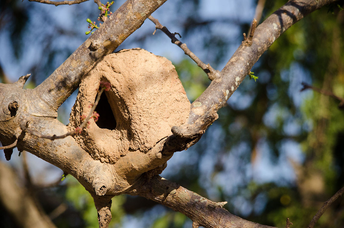 Bird nest Found in the Pantanal. I thought it was a weaver&#039;s nest, but this one seems to be made from some kind of clay. Brazil,Furnarius rufus,Pantanal,Rufous hornero,nest