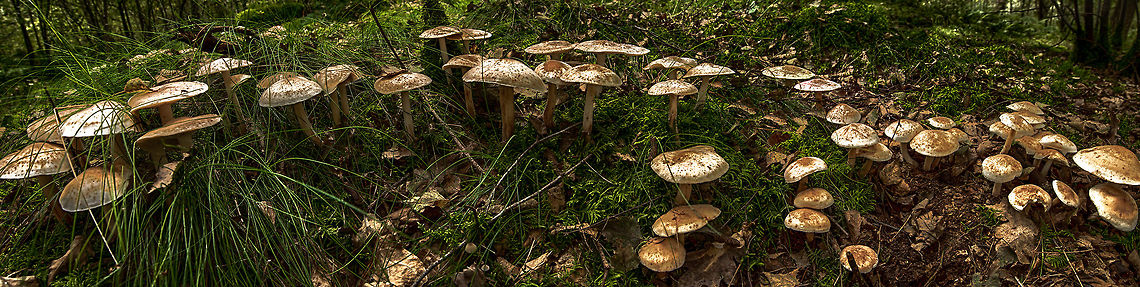 Fungi circle, Heeswijk-Dintherse Bossen, Netherlands This is a panorama of a circle of fungi taken from the middle of that circle. This was the first time for me to try my new tripod (review: <a href="http://www.ferdychristant.com/blog/archive/DOMM-9P5F23" rel="nofollow">http://www.ferdychristant.com/blog/archive/DOMM-9P5F23</a> ). I used a wide angle 14-24mm lens for this scene given that the circle was very small.<br />
<br />
External help indicates this species to be the Spotted Toughshank. It is identified based on its pale cap with rusty spots on top. In dutch the species name carries the word &quot;rust&quot;.  Europe,Heeswijk,Macro,Netherlands,Rhodocollybia maculata,autumn