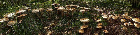 Fungi circle, Heeswijk-Dintherse Bossen, Netherlands This is a panorama of a circle of fungi taken from the middle of that circle. This was the first time for me to try my new tripod (review: http://www.ferdychristant.com/blog/archive/DOMM-9P5F23 ). I used a wide angle 14-24mm lens for this scene given that the circle was very small.

External help indicates this species to be the Spotted Toughshank. It is identified based on its pale cap with rusty spots on top. In dutch the species name carries the word "rust".  Europe,Heeswijk,Macro,Netherlands,Rhodocollybia maculata,autumn