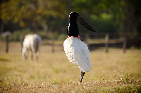 Jabiru (Jabiru mycteria) The largest flying bird in South America, this Jabiru in the Pantanal is looking for small ponds in the dry season that allow for easy fishing. Brazil,Jabiru,Jabiru mycteria,Pantanal,Stork