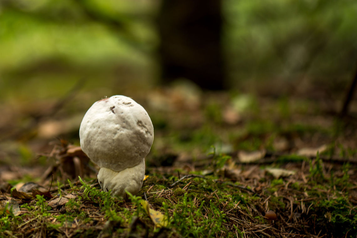 Bulb-like white fungi in Heeswijk-Dintherse Bossen, Netherlands. An expert told me that this fungi is from the family Boletaceae, yet cannot be identified as this specimen has been infected by Hypomyces, a parasitic fungi. Bolete eater,Europe,Heeswijk,Hypomyces chrysospermus,Macro,Netherlands,autumn